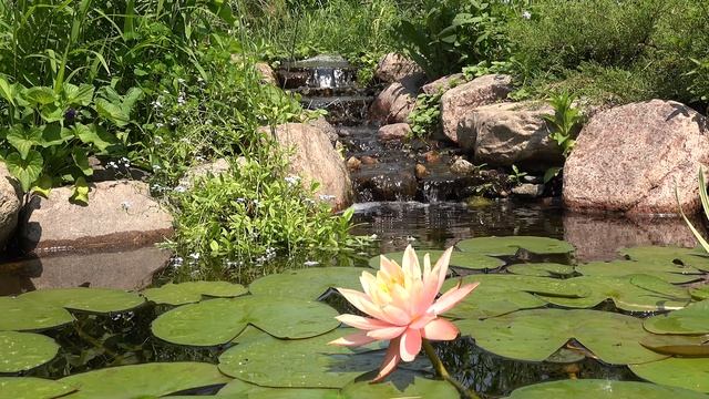 RELAXING POND - SUPER CALM 4K Video With SOOTHING SOUNDS