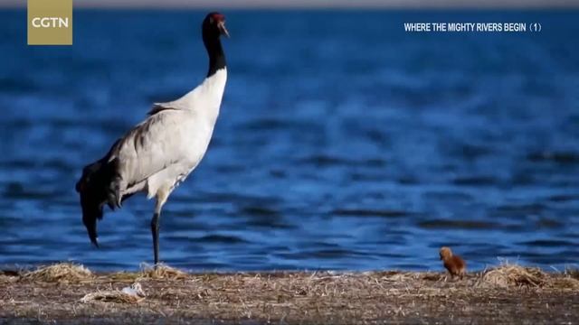 Where Mighty Rivers Begin Ep 1 Life смотреть онлайн
