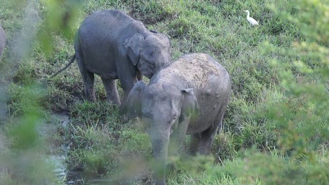 BIG CATS 8K Ultra HD – Tiger, Lion, Cheetah, Leopard, Jaguar, Lynxtra HD #ttp #youb #youtuber #b смотреть онлайн