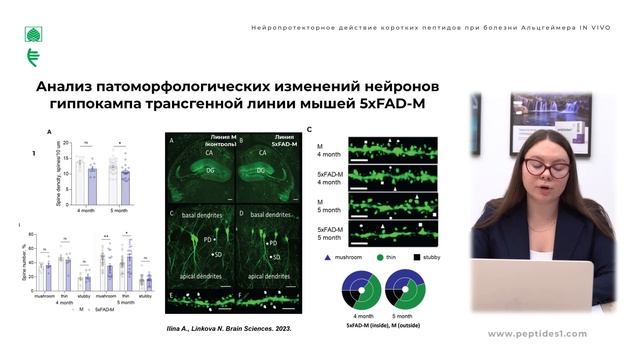 Нейропротекторное действие коротких пептидов в модели болезни Альцгеймера In vivo смотреть онлайн