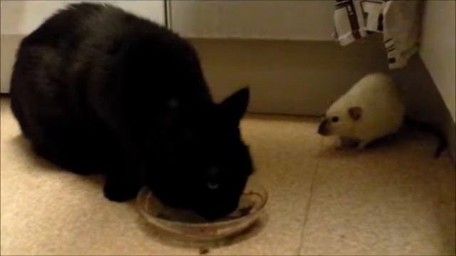 My cat Pärla dont care for rats смотреть онлайн