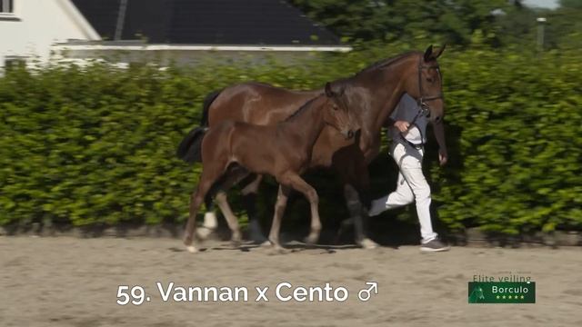 59 Signor Optimus (Vannan x Cento) смотреть онлайн