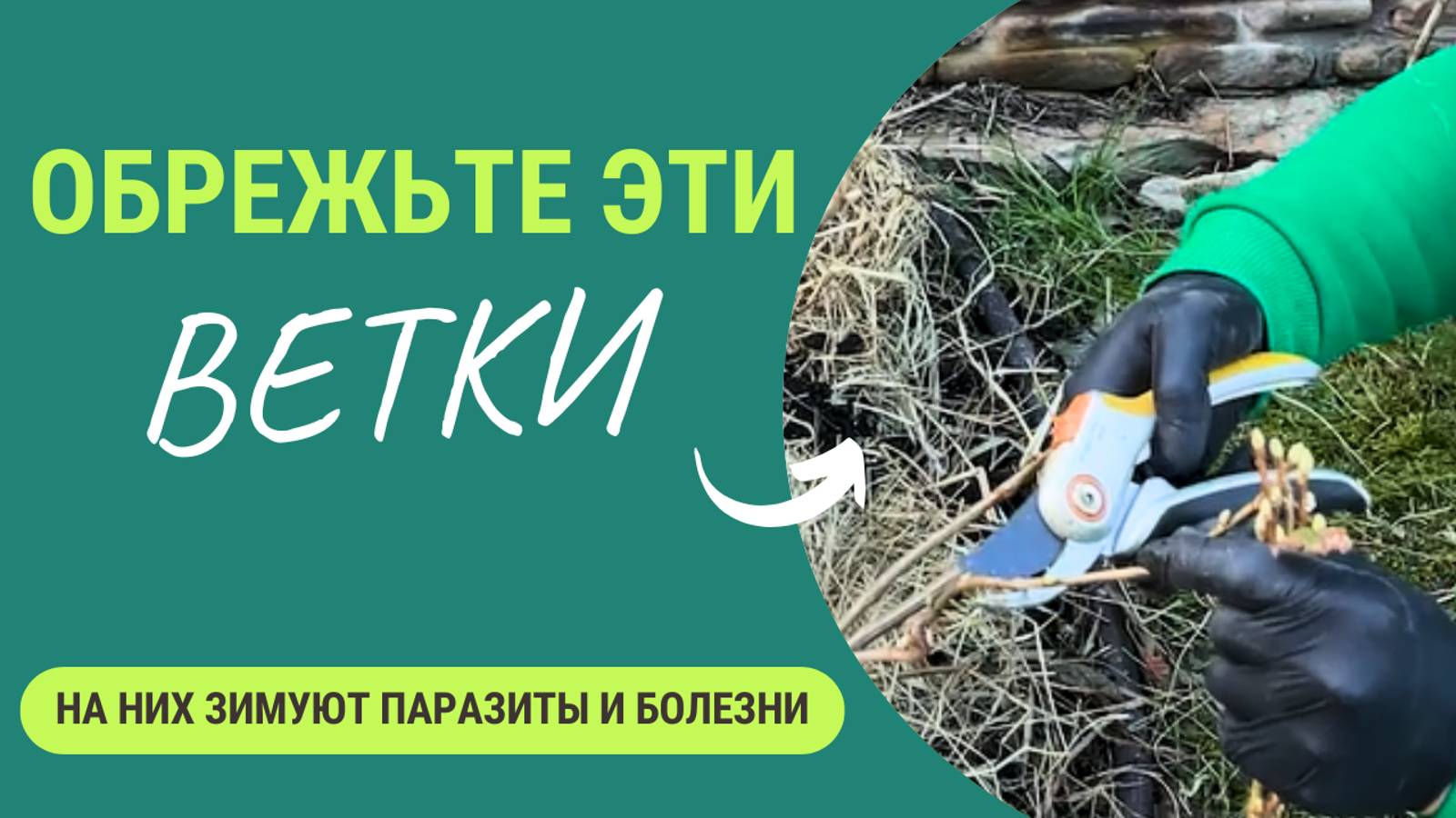 Эти ветки - собиратели вредителей и болезней у смородины. Обрежьте их и куст станет здоровым! смотреть онлайн