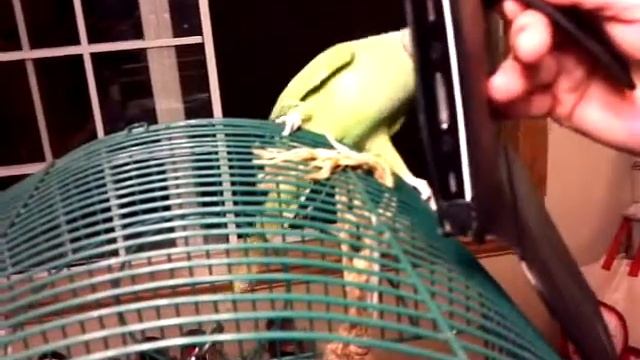 Kismet on Skype смотреть онлайн