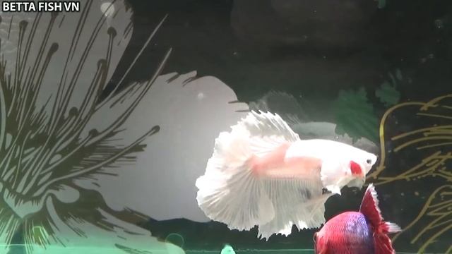 Betta fish VN Red fish and white fish swim happily смотреть онлайн