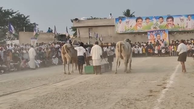 కారంపూడి న్యూకేటగిరి 8జత మంగు రమాదేవి గారు( సర్పంచ్) ఇర్లపాడు గ్రామం వారి గిత్తలు 5084.2 смотреть онлайн