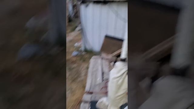 Two Outdoor Cats Liking My Large 160 Meter Band High Voltage Tesla Type Coil To A TCS-13.