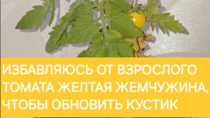 Обновляю куст томата Желтая жемчужина методом харакири