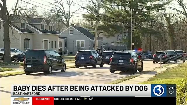 VIDEO: 1-year-old boy dies from dog attack in East Hartford смотреть онлайн
