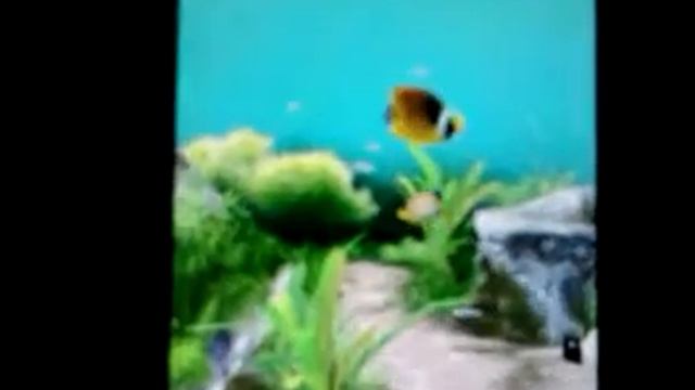 3D Aquarium live wallpaper смотреть онлайн