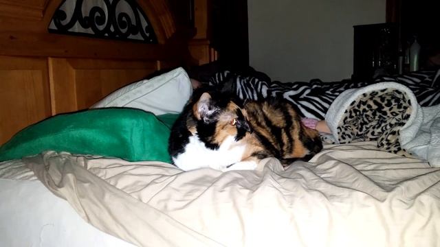 kali on the bed смотреть онлайн