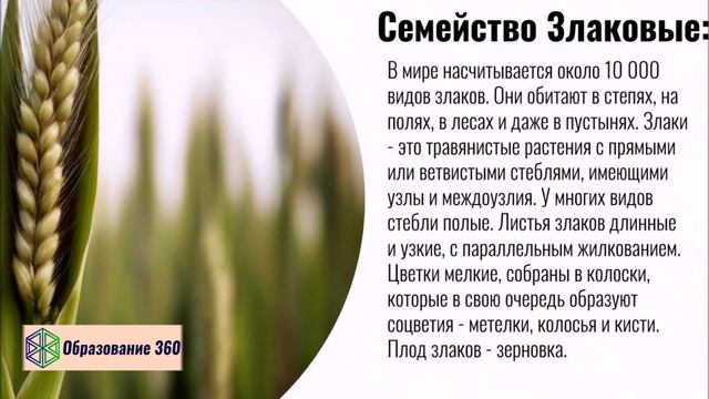 УРОК 14|7 класс. Семейства Лилейные и Злаки (Мятликовые) смотреть онлайн