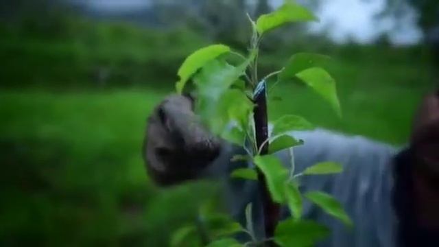 Beautiful Orchard Apple Garden of Mr.Arsullah Habib Bhat must watch. Today he shared his skills смотреть онлайн