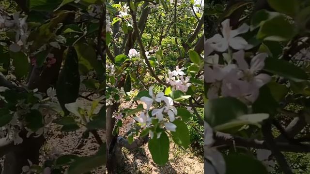 New Apple Flowers 💐💐💐💐#@// J&k Live Apple Flowers So Nice Video #//