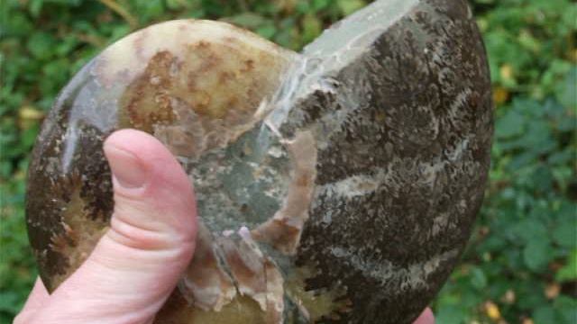 Аммонит Cleoniceras [15x13 см] [Мадагаскар] виде блюдца // 255 смотреть онлайн