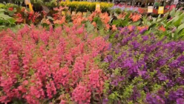 Vlog. A short walk through gardening store in USA. Прогулка в магазине садовых принадлежностей. смотреть онлайн