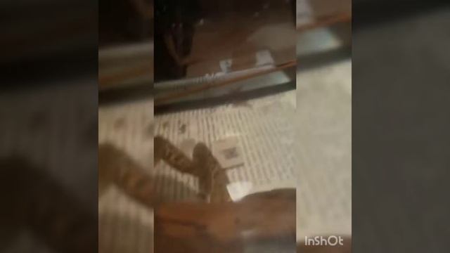 Кормление лягушек саранчой