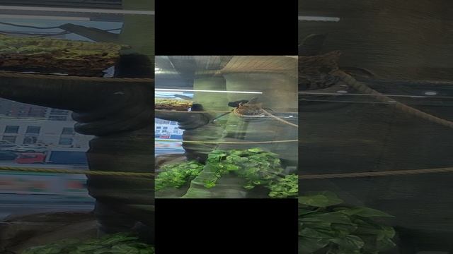 Обезьянки смотреть онлайн