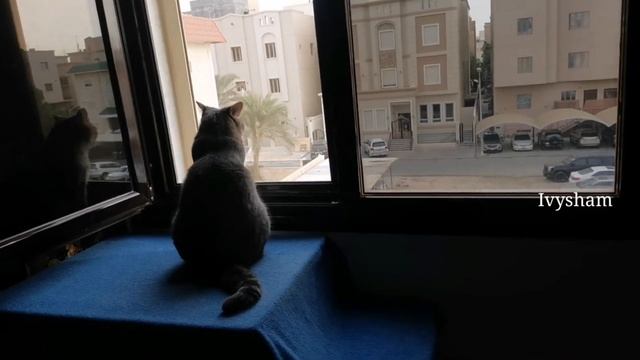 Cat looking out window memes🐈#cat #memesdaily #catlover смотреть онлайн