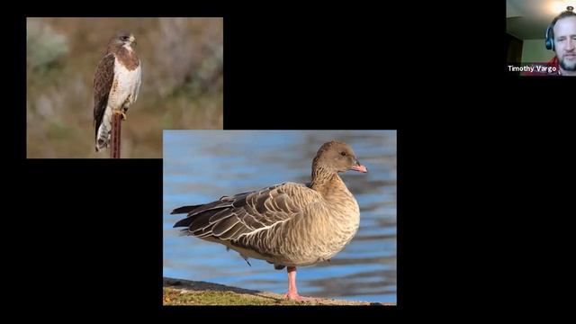 An Ornithologist Goes to the Movies, a Debunking - Backyard Naturalist Lecture Series смотреть онлайн