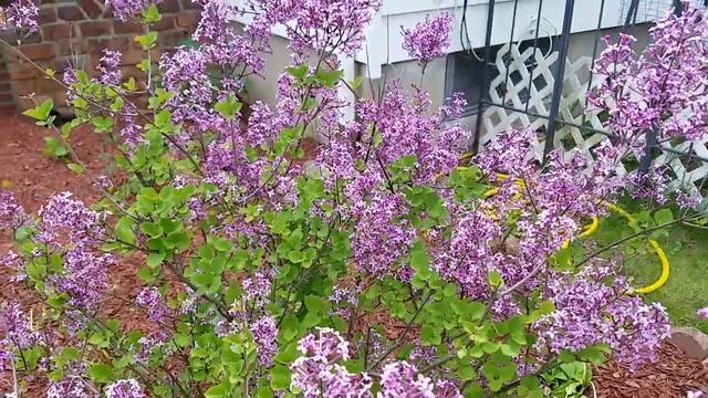 Mrs. Nguyen's Yard # 11 смотреть онлайн