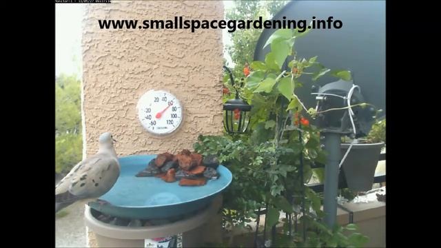 A dove at the bird bath 5/27/2013 смотреть онлайн