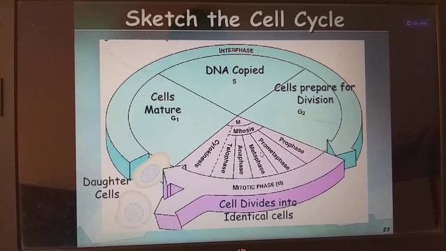 CELL division...cell cycle difference betwrrn prokaryotic and Eukaryotic Dna Amitosis and Mitosis смотреть онлайн