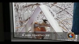 Как прикормить дятла к своей кормушке