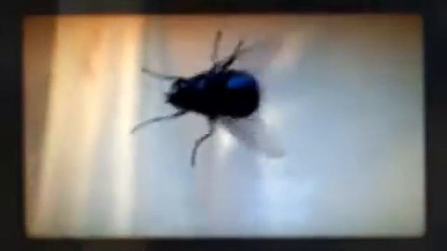 Window Fly смотреть онлайн
