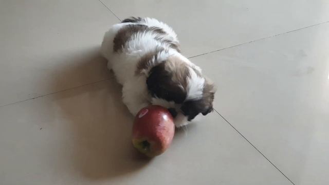 someone said that "An apple 🍎 a day keeps the Doctor away "💪🐶 смотреть онлайн