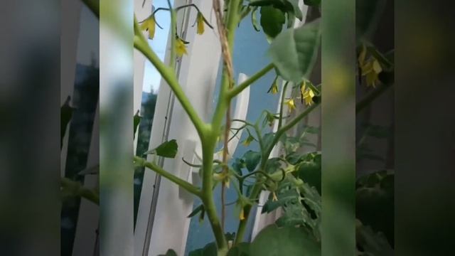 tomato 🍅 Children Vegetable garden on the window смотреть онлайн