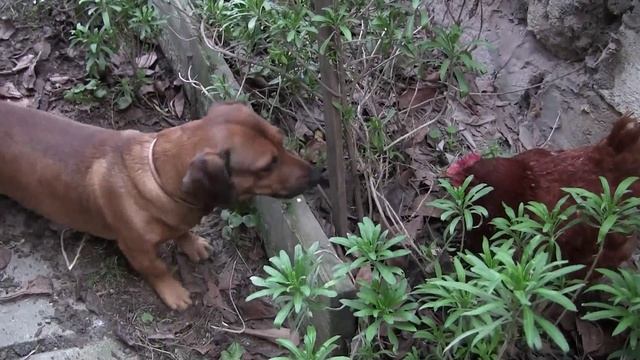 Рой пастух. смотреть онлайн