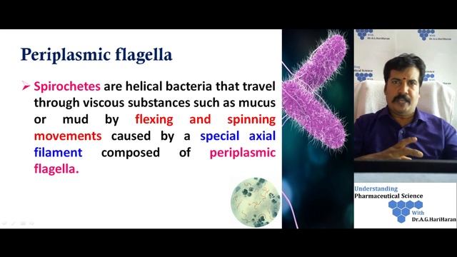 Bacterial Structure External to Cell Wall смотреть онлайн