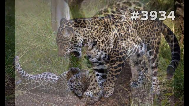 #3934. Ягуары (В мире животных)