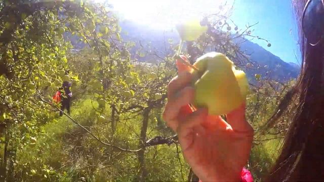 Apple Picking Season in Tirol, Italy | Apples for Free | Bio Apples смотреть онлайн