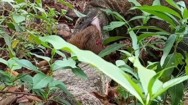 Комодский варан