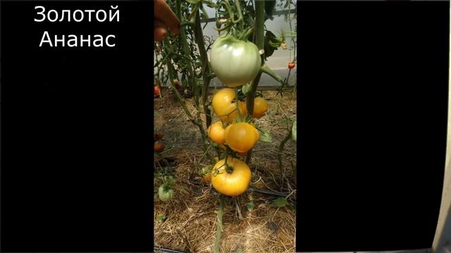 Обзор сортов томатов, которые в жаркое лето 2020 показали отличный результат...