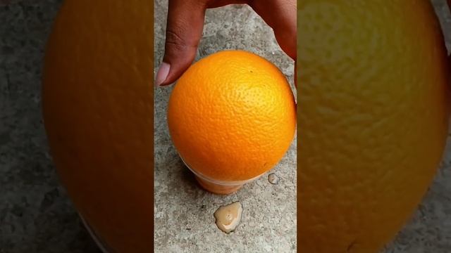 Best way to grow orange tree from orange смотреть онлайн