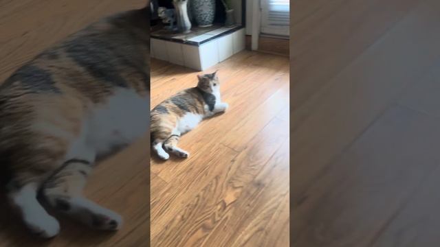 What do my cats see out the window? смотреть онлайн