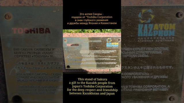 Сакура в Алматы? 2023 | Sakura in Almaty? смотреть онлайн