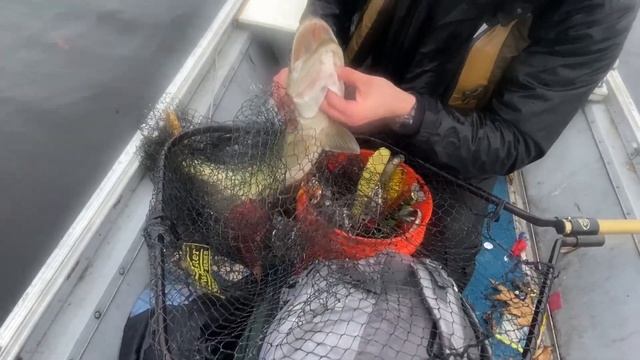 3 MUSKY in 30 MINUTES!! Late Fall Bite Windows (Western PA) смотреть онлайн