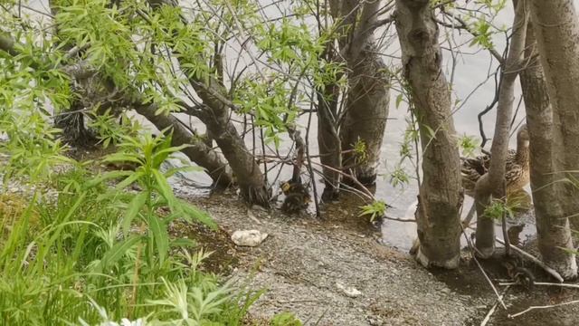 Утята на Култучном озере. смотреть онлайн
