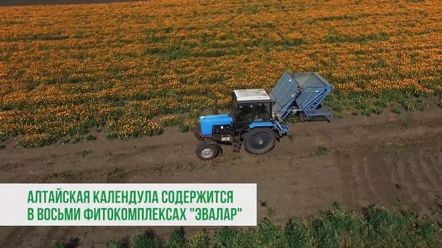 Календула на плантациях «Эвалар» на Алтае смотреть онлайн