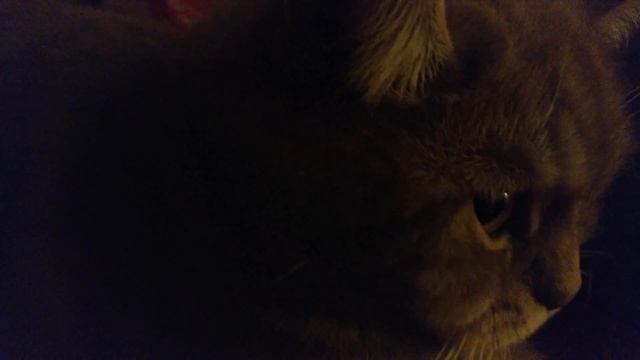 Взорвал интернет! Кот разговаривает, говорит пошёл на мама МАаа МАааа :(( Вы помните это? смотреть онлайн