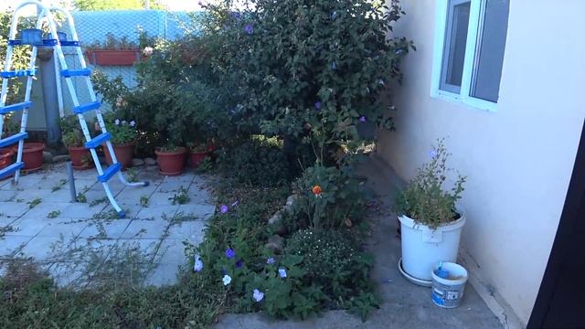 Вместо травы виноград 🍇Взошла горчица🌿Прилетела красная тля🐜Жизнь на Кубани🏡 смотреть онлайн