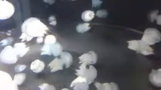 dje"pasyal sa sentosa jellyfish video смотреть онлайн