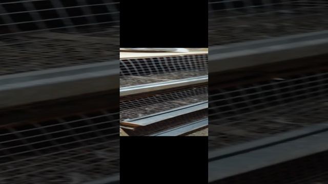 Цыплята перепелов, брудер для содержание птицы.