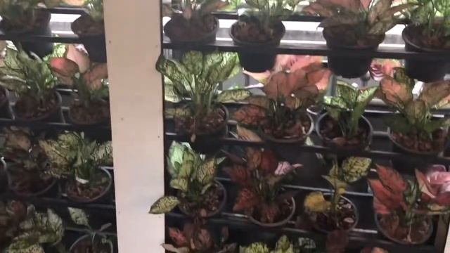 Веган в Бангкоке на любой бюджет и лучший тайский кофе! смотреть онлайн