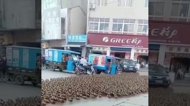 Поддержи подпиской 🙏👆 смотреть онлайн
