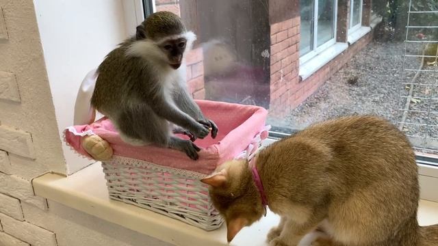 Mother cat wants to climb into the basket, but Susie got there first смотреть онлайн